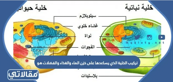 المعلومات الكاملة عن تركيب الخلية